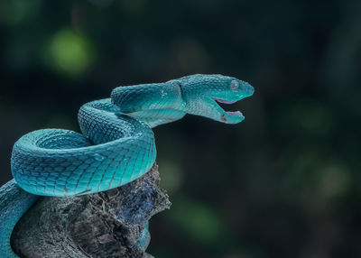 Close-up of snake