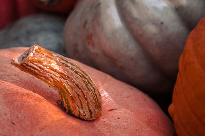 Close up of a gourd stem