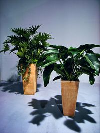 Close-up of potted plant on table against wall