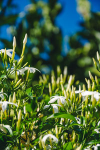 Close up of white common jasmine blossoms with blue sky in the background