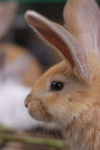 Close-up of a rabbit