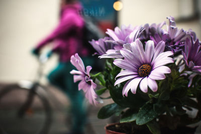 Close-up of osteospermums blooming against person riding bicycle