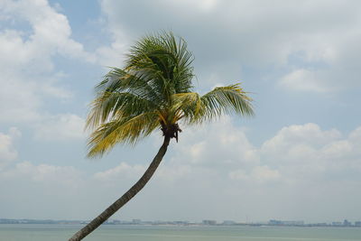 palm tree