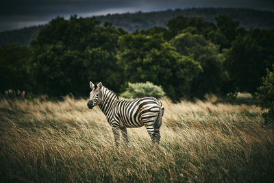 Zebra standing on field