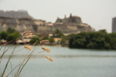 Close-up of plant against river