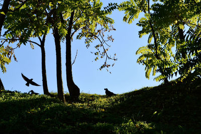 Trees on grass