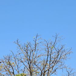 Low angle view of bare tree against clear blue sky