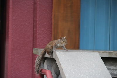 Squirrel in orlando