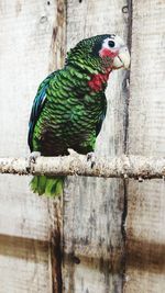 Close-up of parrot perching on tree trunk