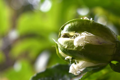 Close-up of white rose on leaf