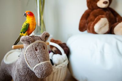 Close-up of parrot perching on stuffed toy at home