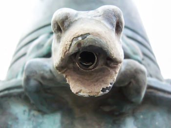 Close-up of animal skull