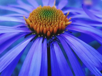 Close-up of purple flower