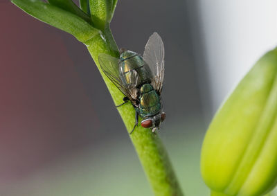 Fly is perched on a flower stem in your garden with a macro view
