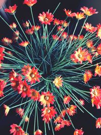 Close-up of flowers blooming outdoors