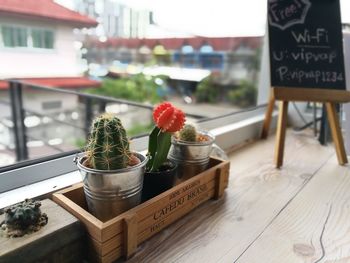 Close-up of potted plant on table