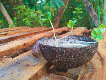 Close-up of plant