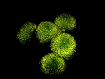 Close-up of plant against black background