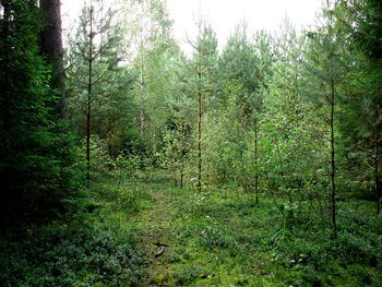 Scenic view of forest