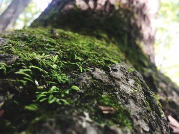 Close-up of moss on tree trunk