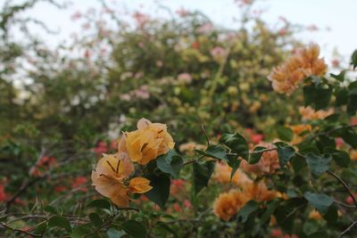 Close-up of yellow flowering plants