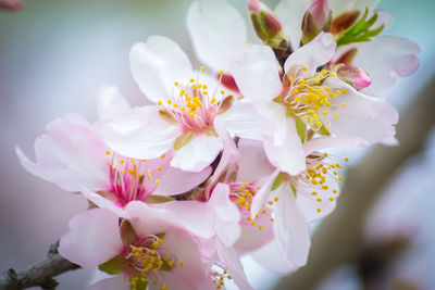 Close-up of white flowers blooming on tree