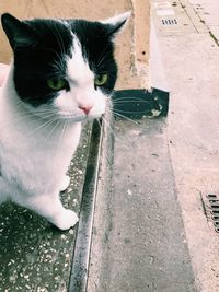 Close-up of cat sitting outdoors