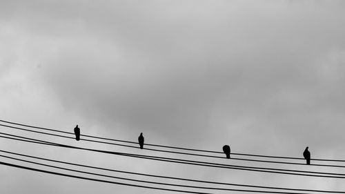 Low angle view of birds perching on cable against sky