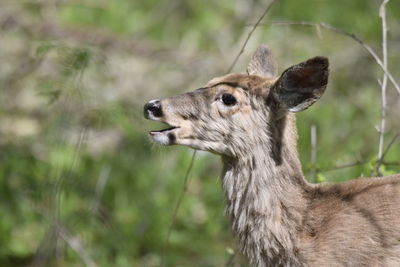 Close-up of deer on field