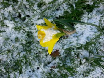 Close-up of yellow flower in snow