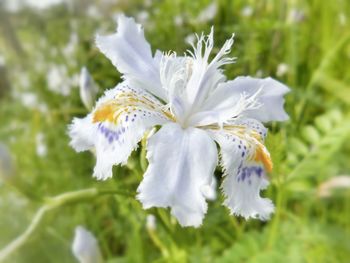 Close-up of white flowering plant