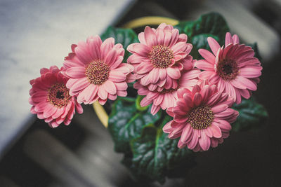 Close-up of pink dahlia flowers