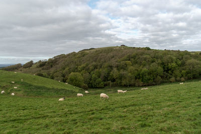 Cows grazing on field against sky