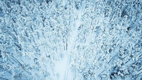 Full frame shot of trees on snow covered landscape in forest