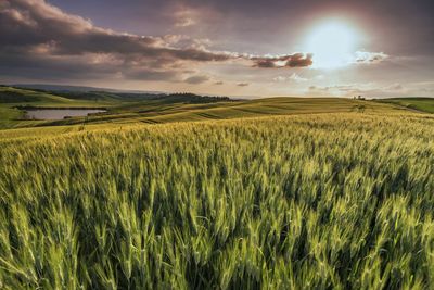 Scenic view of agricultural field against sky