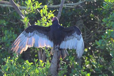 Bird perching on a tree