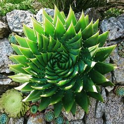 Plant growing on a tree