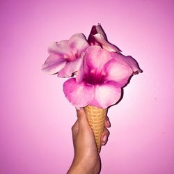 Close-up of hand holding pink flower against blue background