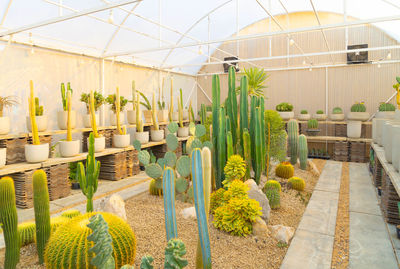 Plants growing in greenhouse