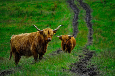 Highland cattle on green field