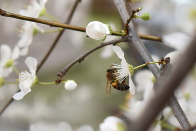 Close-up of bee pollinating flower