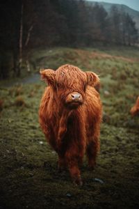 Brown horse on field