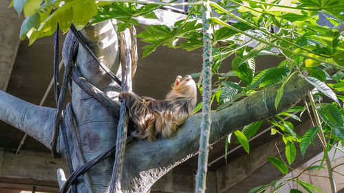 View of a monkey on tree