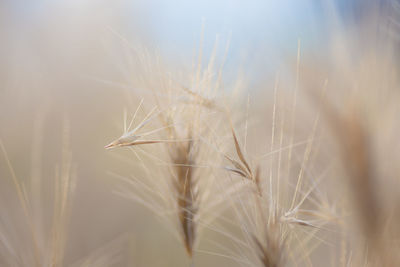 Close-up of stalks in field