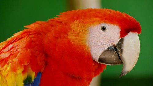 Close-up of parrot