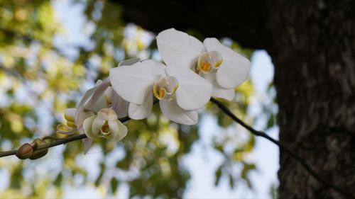 Close-up of white flowering plant