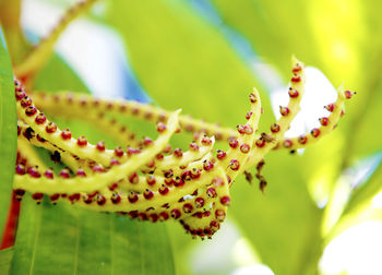Close-up of plant