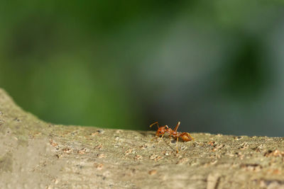 Close-up of ant on wood