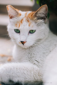 Close-up portrait of cat