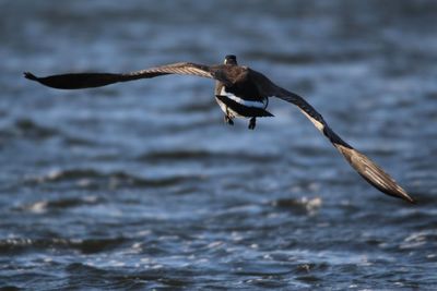 Goose flying over sea